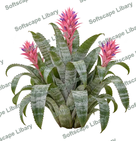 สับปะรดสี ภาพ Elevation ติดลายน้ำ