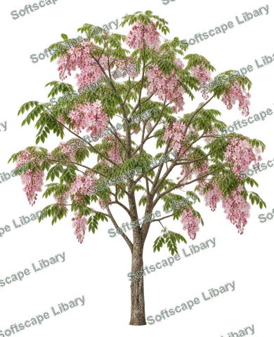 กัลปพฤกษ์ ภาพ Elevation ติดลายน้ำ