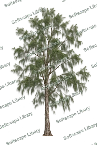 สนประดิพัทธ์ ภาพ Elevation ติดลายน้ำ