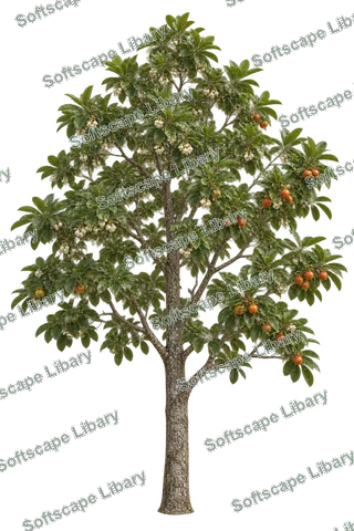 ตะโกนา ภาพ Elevation ติดลายน้ำ