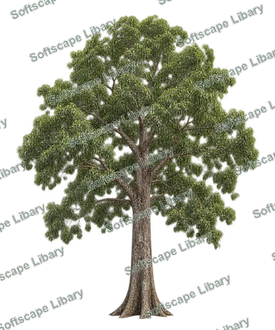 ตะเคียนทอง ภาพ Elevation ติดลายน้ำ
