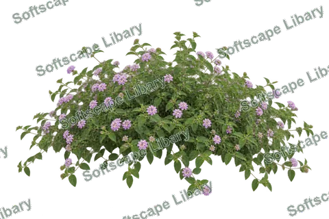 ผกากรองเลื้อย ภาพ Elevation ติดลายน้ำ