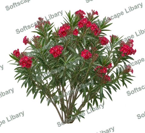 ยี่โถ ภาพ Elevation ติดลายน้ำ