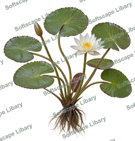 บัวขม ภาพ Elevation ติดลายน้ำ