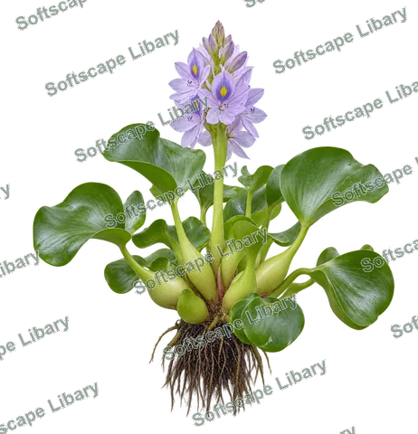 ผักตบชวา ภาพ Elevation ติดลายน้ำ