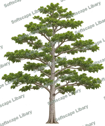 หูกระจง ภาพ Elevation ติดลายน้ำ